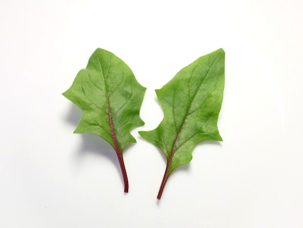 ベビーリーフ赤軸ほうれん草