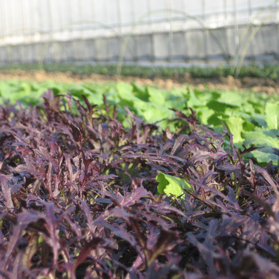 ベビーリーフの生育