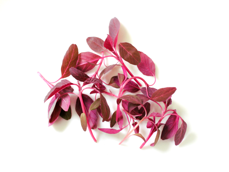 マイクロアマランサス