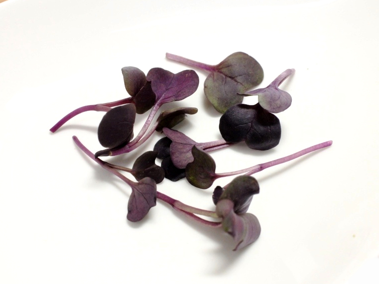 マイクロリーフ赤カイワレ