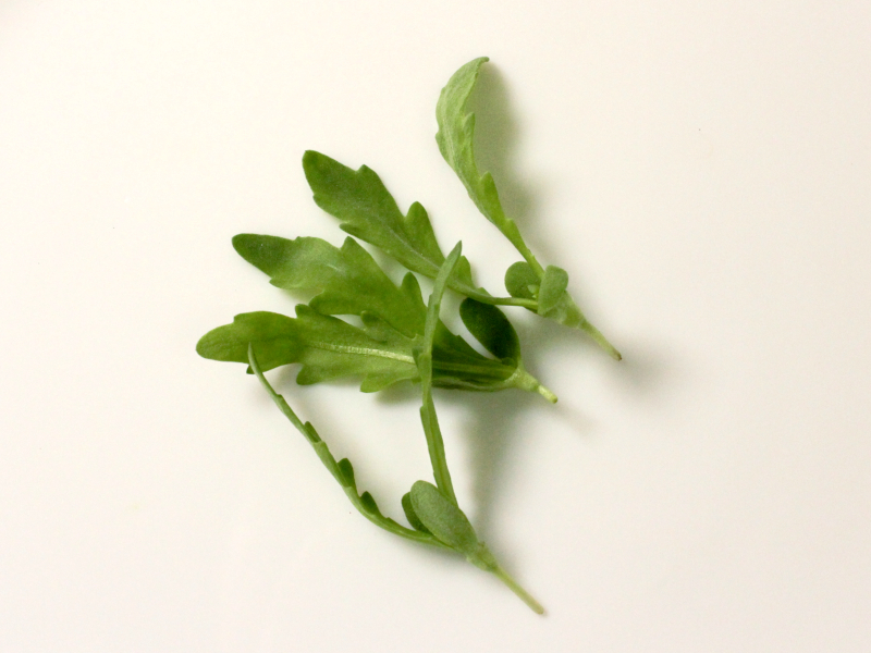 マイクロリーフ春菊