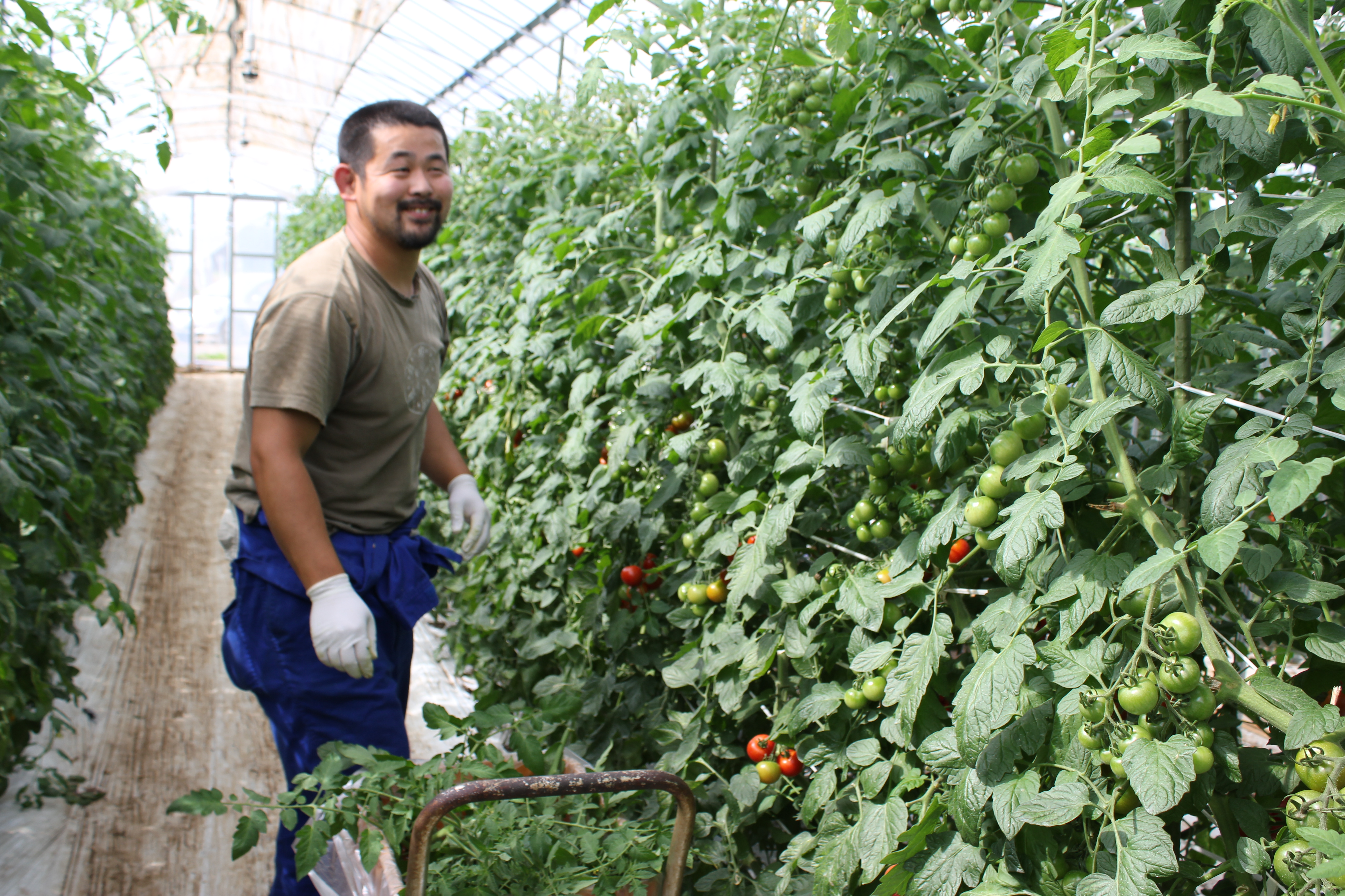 トマト畑の風景