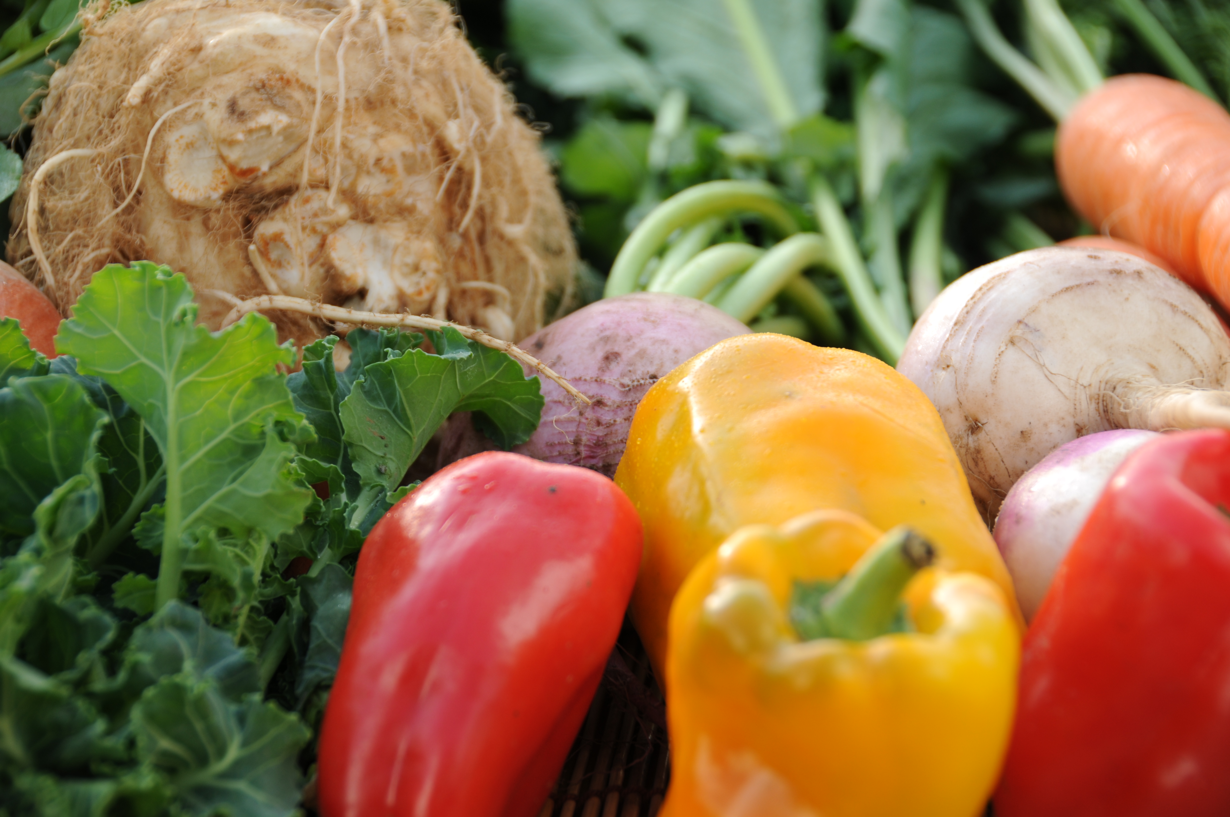 収穫した有機野菜（モアーク）