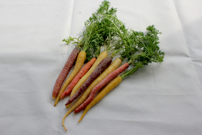 カラフルミニ人参（慣行栽培）