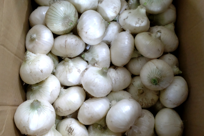 白玉葱[サラダ玉葱]（慣行栽培）