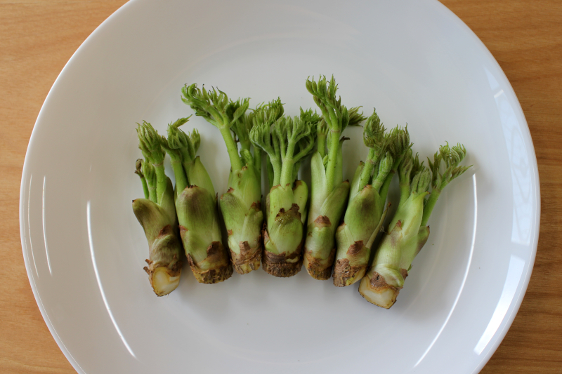 タラの芽（慣行栽培）